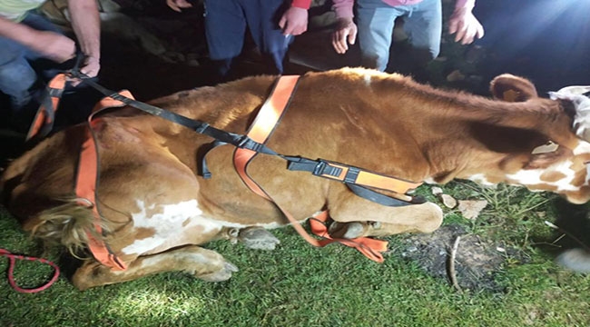 Menfeze sıkışan inek kurtarıldı 