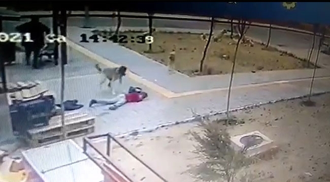 Küçük Çocuğa Köpeğin Saldırısı Kamerada