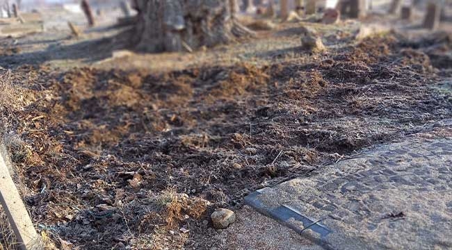 Çataloluk Köyündeki Tescilli 700 Yıllık Tarihi Anıtağaç Domuz Sürüsünün Saldırısına Uğradı