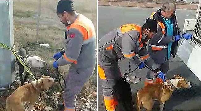 Kayseri'de sokakta bulunan yasaklı cins 2 köpek