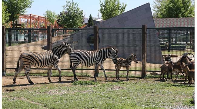 Hayvanat Bahçesi'nin yeni yavrusu zebraya çocuklardan yoğun ilgi gördü 