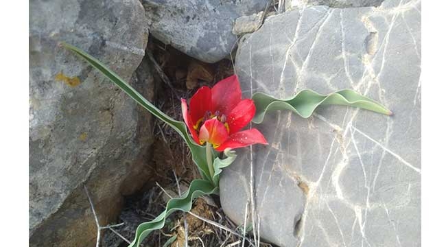 Toros Dağ Laleleri Çiçek Açtı