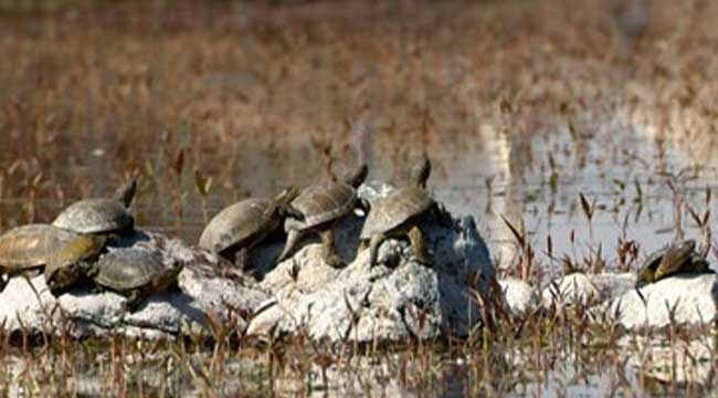 Benekli Kaplumbağalar Soysallı Pınarlarını Mekan Tuttu