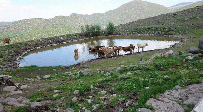 Erciyes'te Yaylalar Yeşerdi! Koyun Kuzu Bayram Ediyor