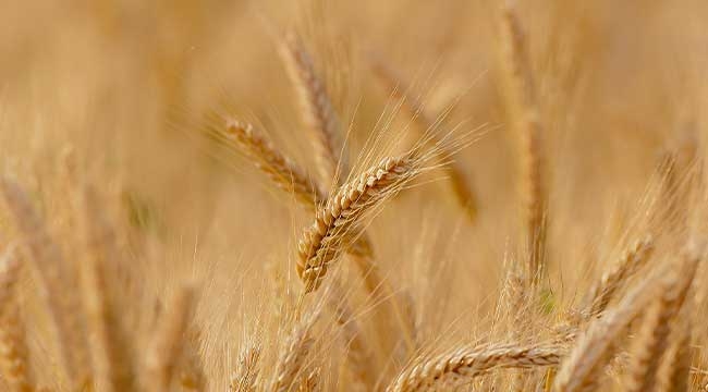TMO buğday ve arpa alım fiyatları açıklandı 