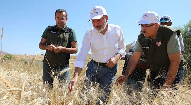Kocasinan'da Geçen Yıl Çiftçilere Dağıtılan Gacer Buğdayının Hasatı Yapıldı