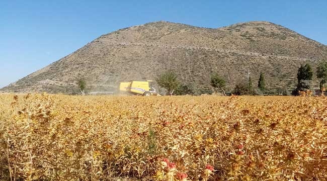 Çiftçi Belediye Talas, Şimdi De Aspir Hasadı Yaptı