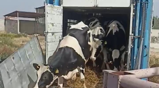Develi süt üreticileri birliği Almanya'dan Holstein damızlık düve ithalinin ilk etabını getirdi 