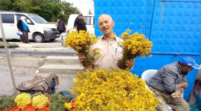 Erciyes'ten Sarı Kantaron Toplama Zamanı 