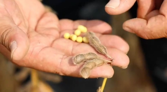 Çin tahıl krizini soya fasulyesi ve yağ bitkileriyle çözüm
